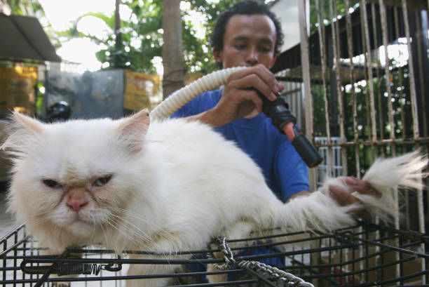 Hidden Matting in Cats: The Silent Skin Problem Most Owners Miss